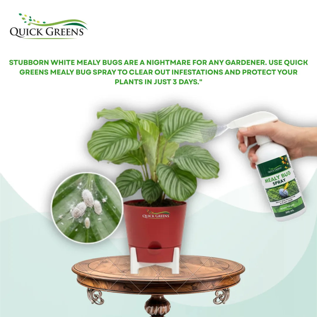 Mealybug (300 ml) Ready to Use Spray