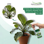 Mealybug (300 ml) Ready to Use Spray