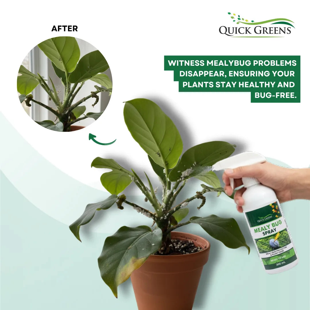 Mealybug (300 ml) Ready to Use Spray