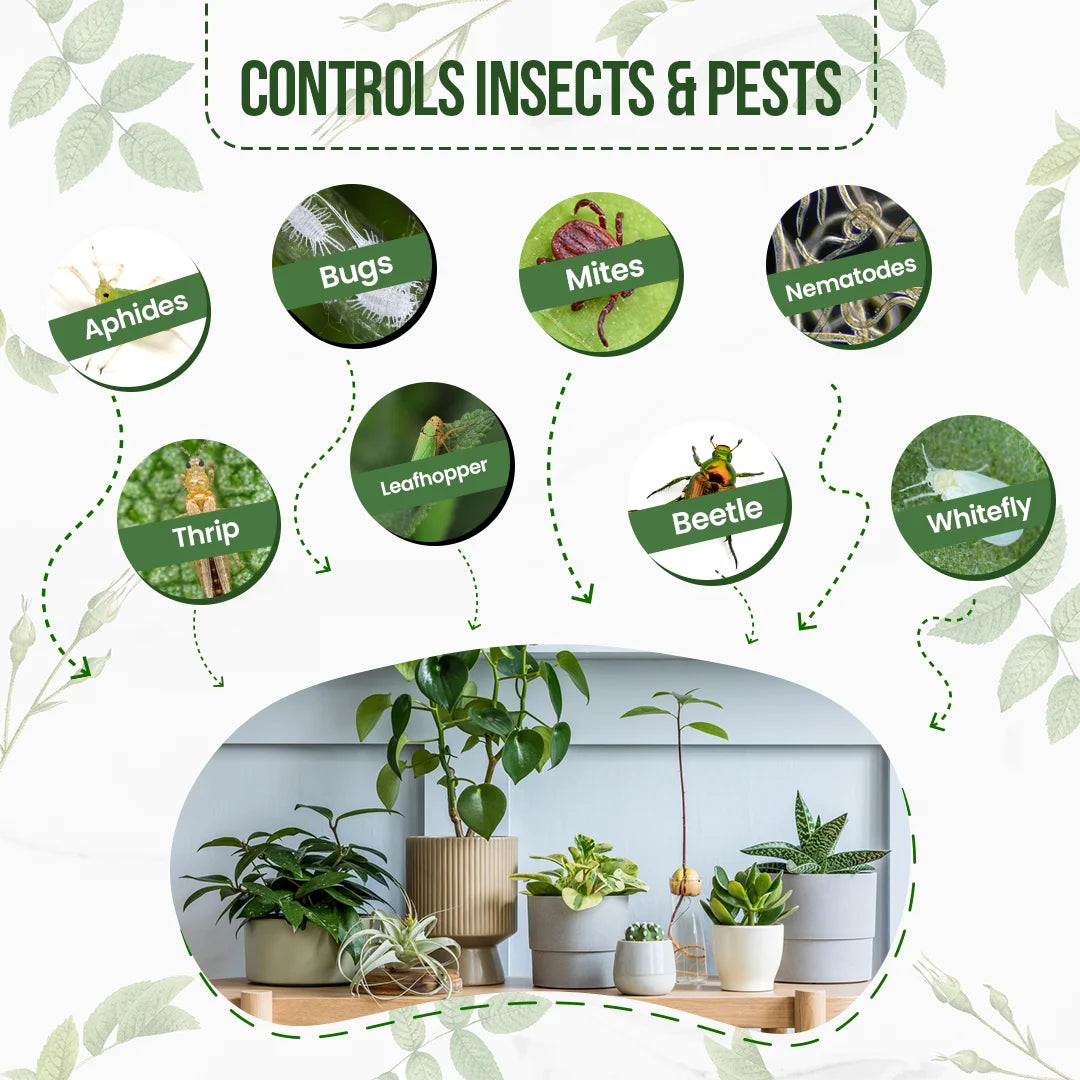 Neem Oil Concentrate