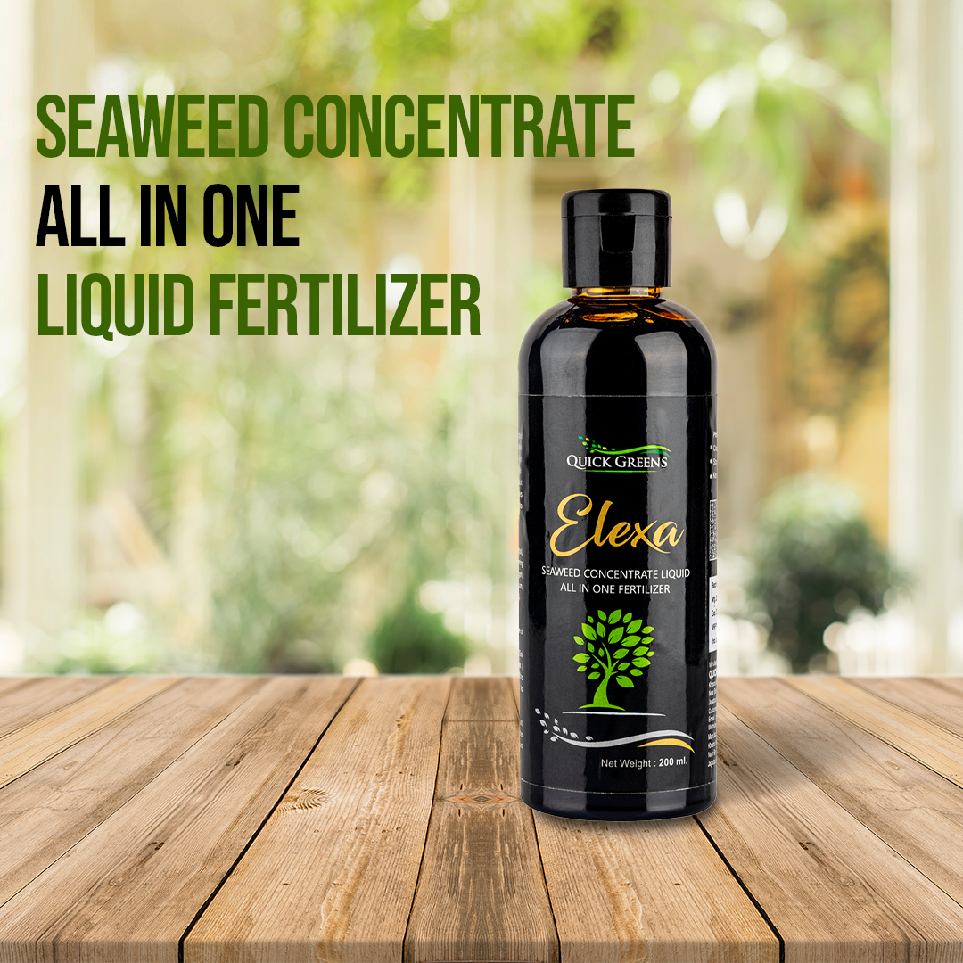 Seaweed Liquid concentrate