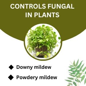 Neem Oil Controls Fungal
