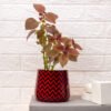 Red black print metallic planter