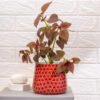 Red flower Patel print metallic planter